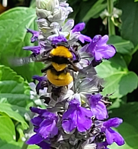 Sonoran Bumble Bee