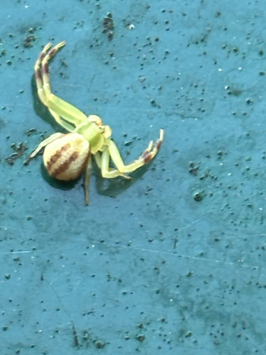 Goldenrod Crab Spider