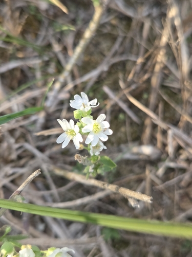 hoary alyssum