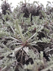 Artemisia hololeuca