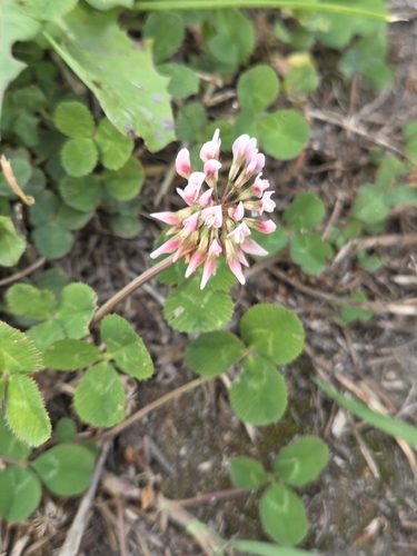 white clover