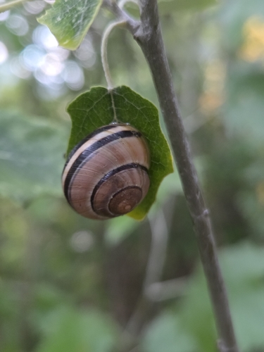 Brown-lipped Snail