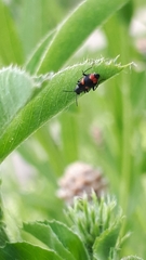 Anthocomus fasciatus