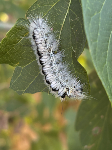 Hickory Tussock Moth