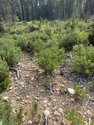 hairy manzanita