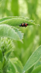 Anthocomus fasciatus