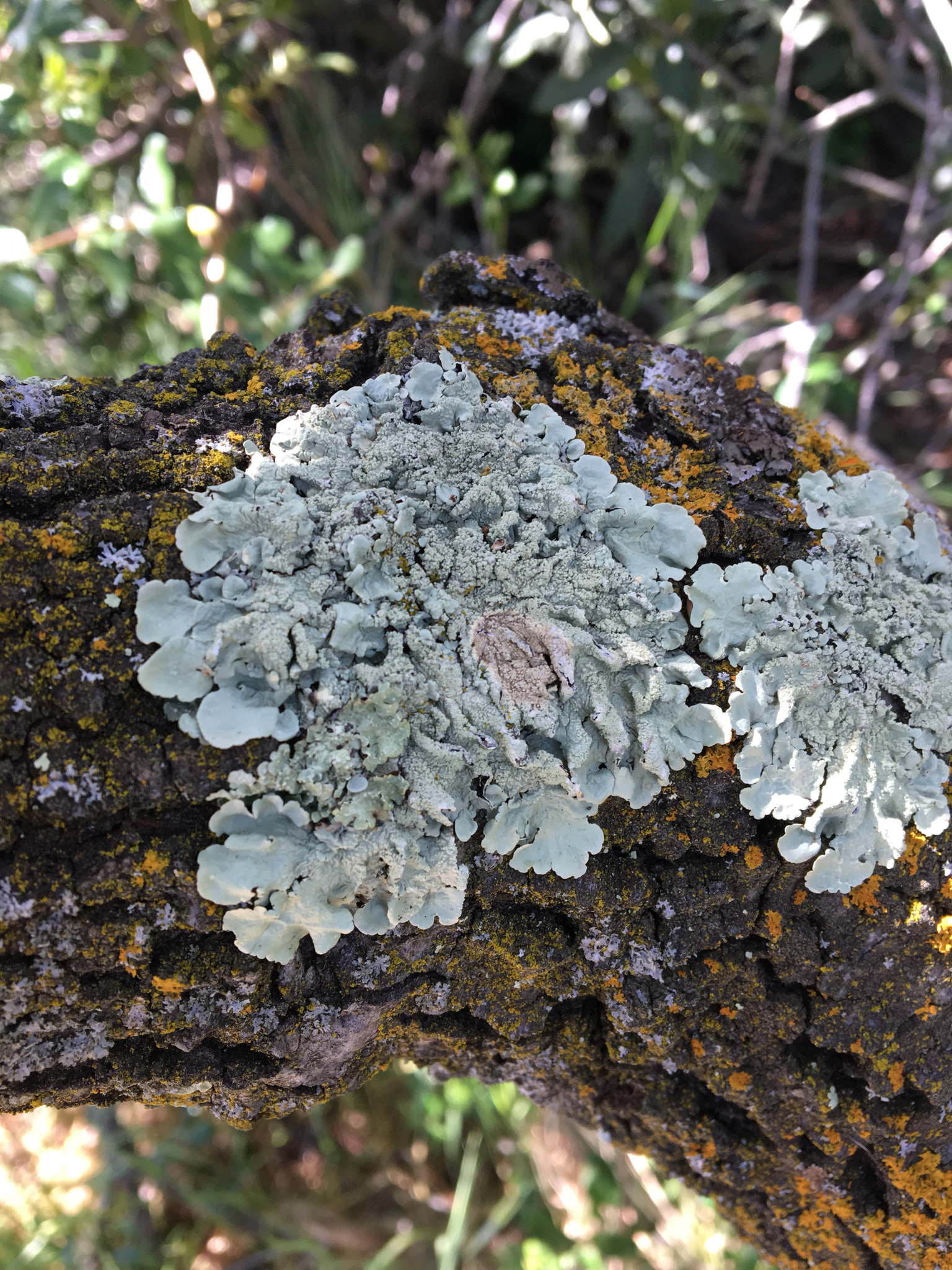 Flavoparmelia image