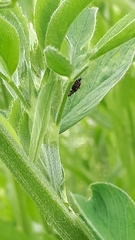 Anthocomus fasciatus