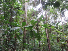 Duroia hirsuta