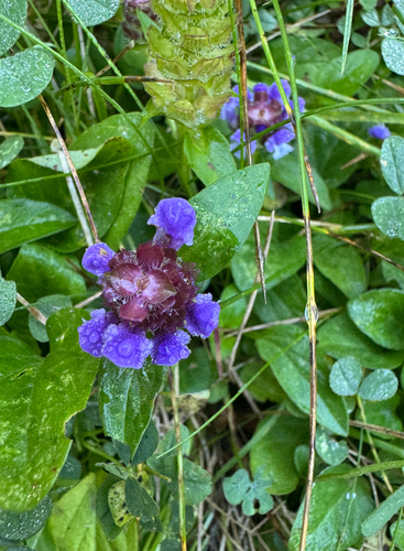 common selfheal
