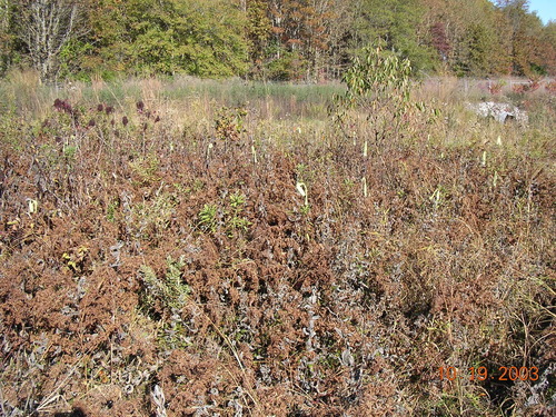 Image of Helianthus eggertii by no rights reserved