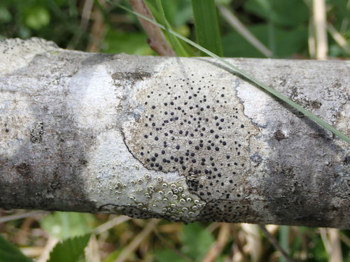 Rusvoji skyvytė nuotrauka