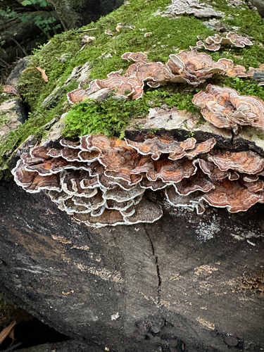 turkey-tail