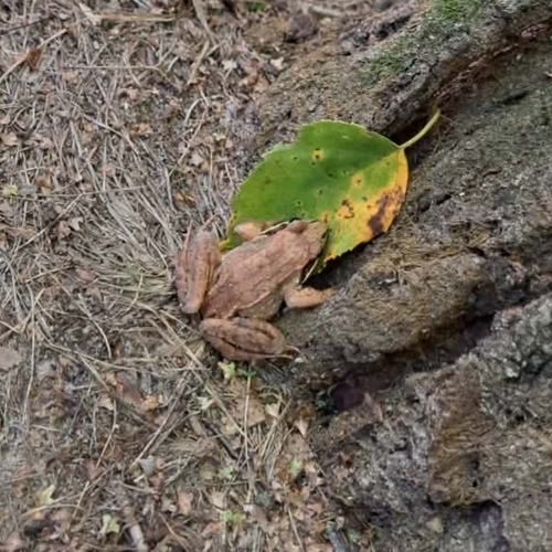 Wood Frog