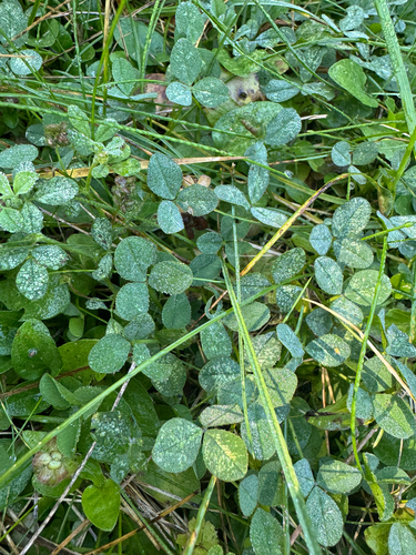 white clover