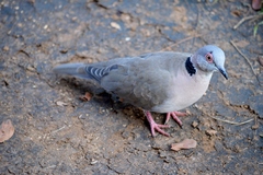 Streptopelia decipiens