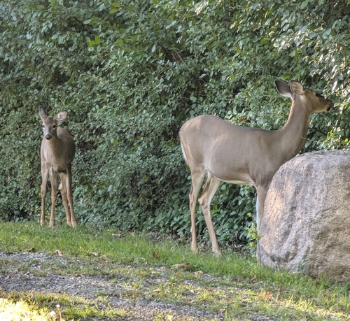 White-tailed Deer