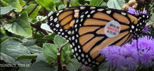 Monarch