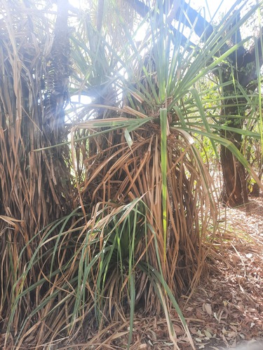 Pandanus spiralis