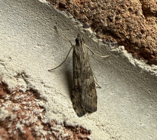 Lucerne Moth