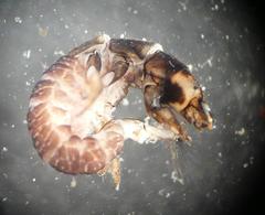 Hydropsyche siltalai
