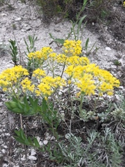 Odontarrhena tortuosa, photograph Елена Патерикина, CC BY, iNaturalist via GBIF