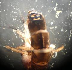 Hydropsyche siltalai