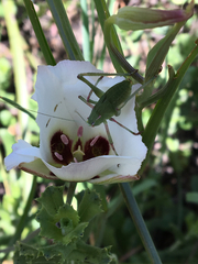 Platylyra californica