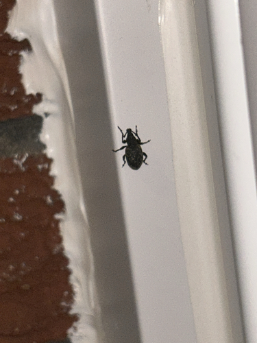 Black Vine Weevil