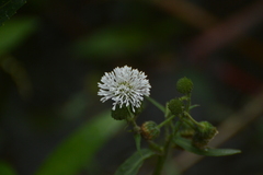 Gymnocoronis spilanthoides