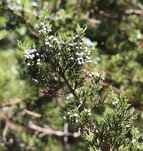 eastern redcedar