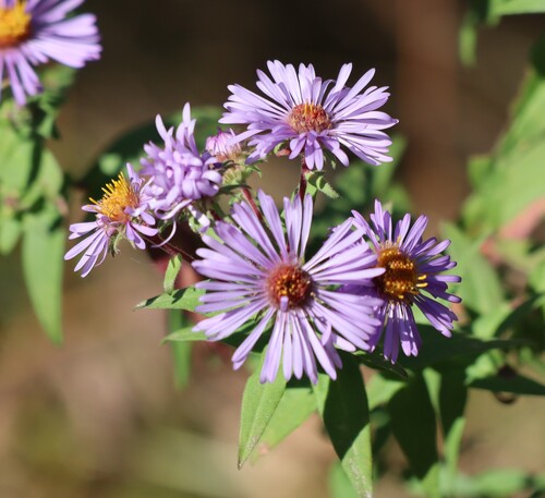 New England aster