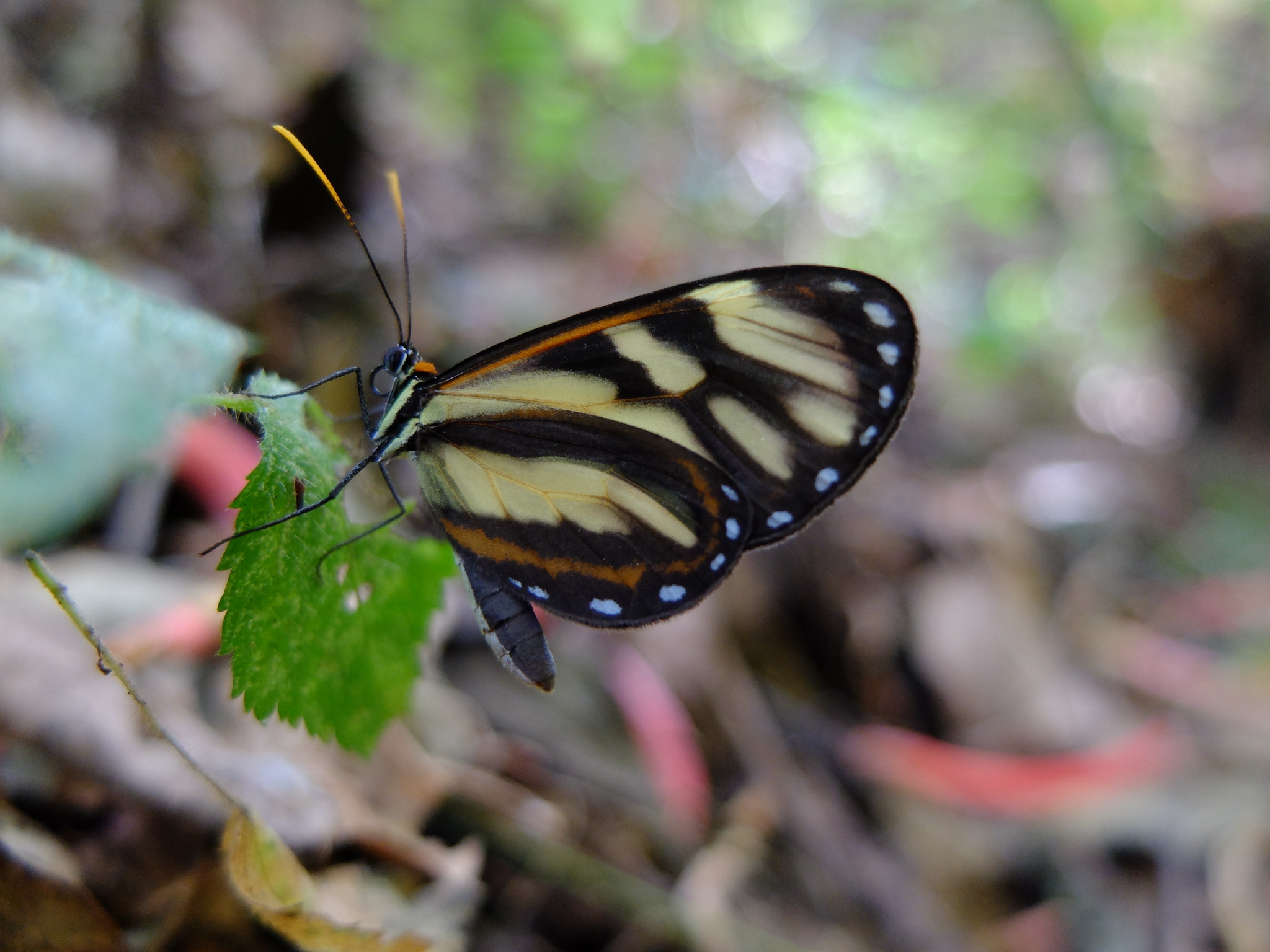 Ithomia image