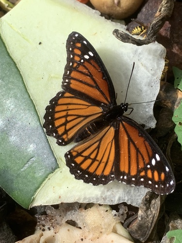 Viceroy