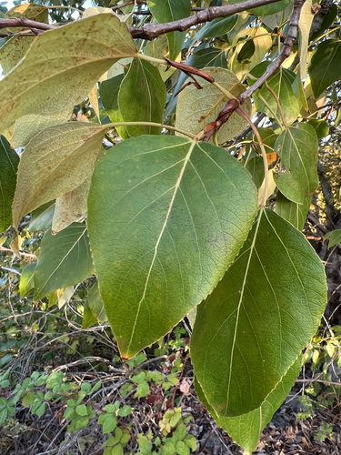 black cottonwood