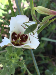 Platylyra californica