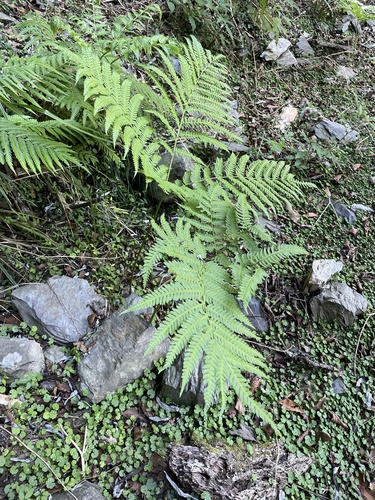 Pteris wallichiana observed 2026-09-24