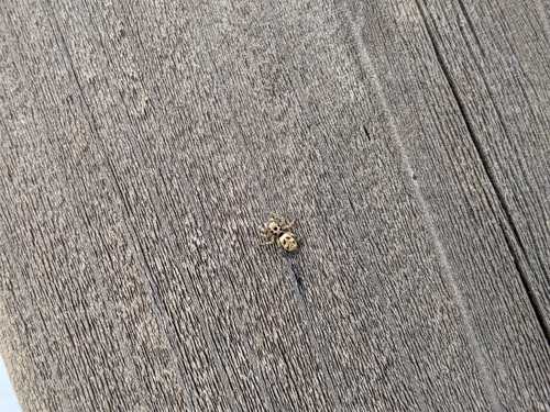Zebra Jumping Spider