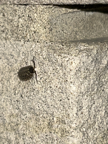 Brickwork Woodlouse