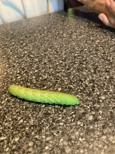Carolina Sphinx
