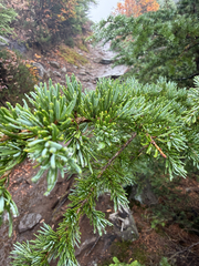 Tsuga mertensiana, photograph author not stated, no rights reserved