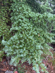 Tsuga mertensiana, photograph author not stated, no rights reserved