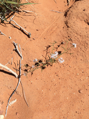 Ipomopsis gunnisonii