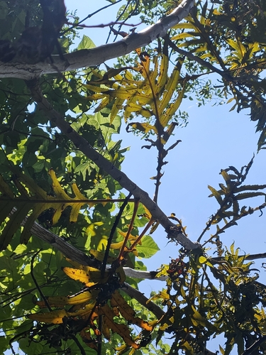 Bocconia frutescens