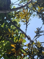 Bocconia frutescens