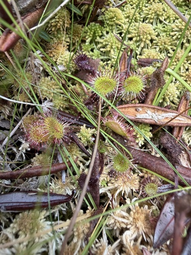 round-leaved sundew
