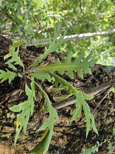 Bocconia frutescens, photograph 2