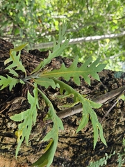 Bocconia frutescens, photograph (c) Francisco Emilio Roldán Velasco, some rights reserved (CC BY)