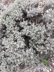 Artemisia hololeuca