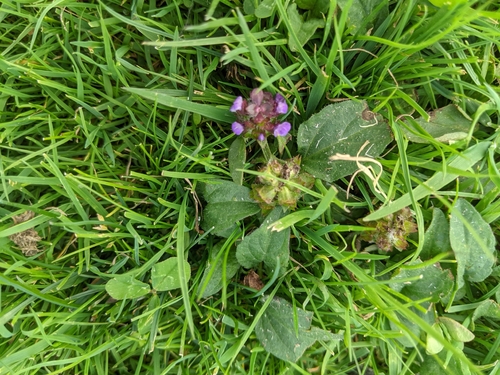 common selfheal